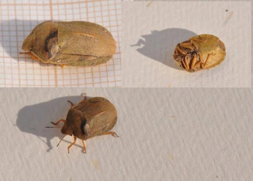 Réf. 252 857 : Eurygaster austriaca